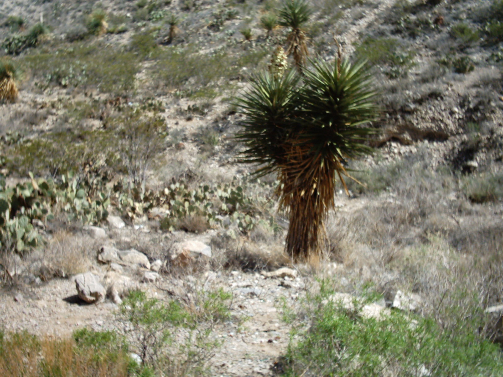 img00436.jpg