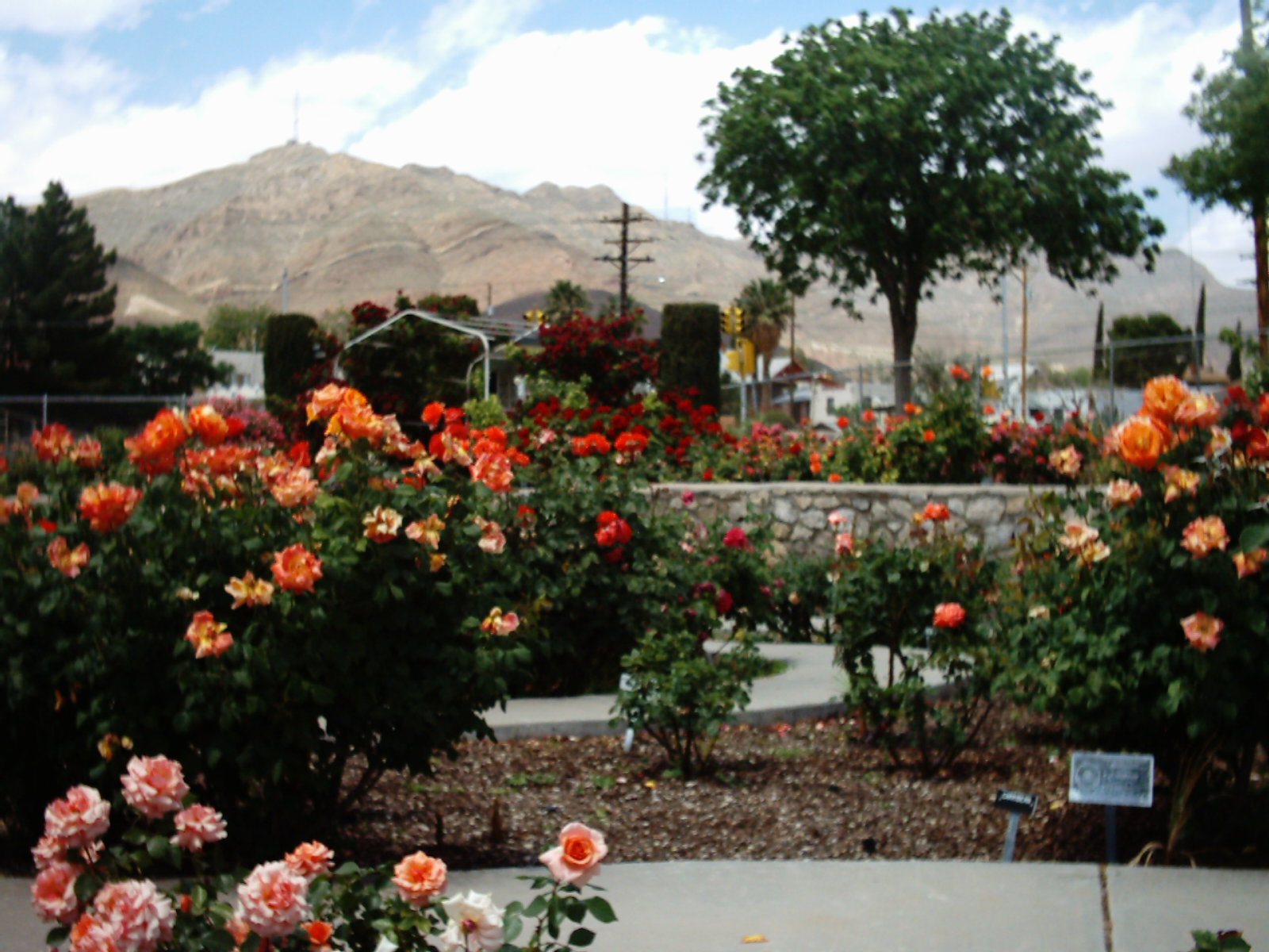 img00594.jpg